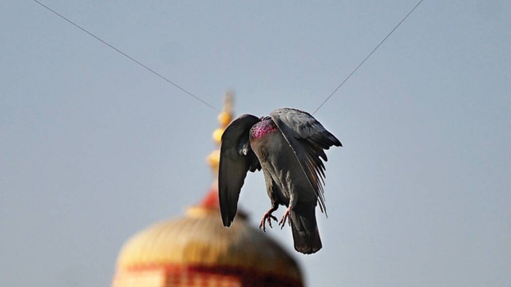 Bird injured by sharp kite string, illustrating the risks of glass coated manja line